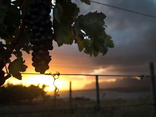 2003 - 2007 - Vineyards Planted at Benguela Cove
